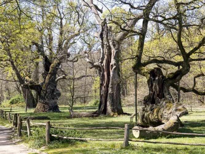 Jak sadzić dąb - Najlepsze metody i porady na udany wzrost